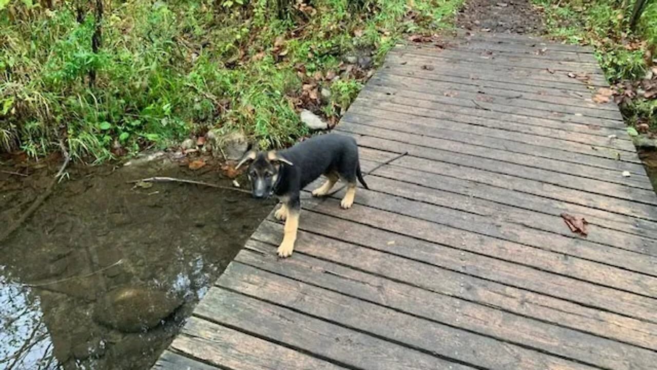 German Shepherd Puppy 4 Months Old.