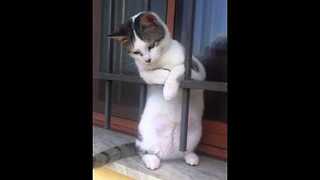 Cat standing and chilling! || Viral Video UK