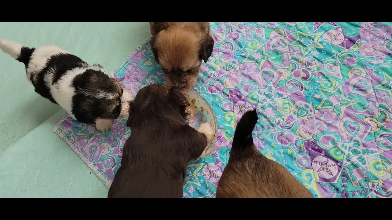 O Litter- A Busy Group