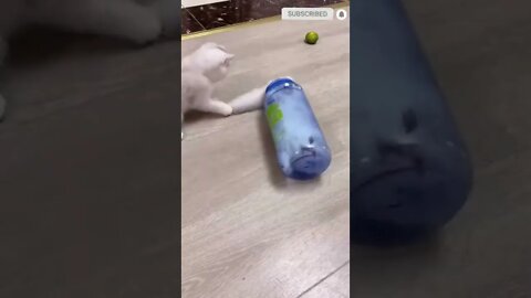 cute cat videos 😹 funny videos 😂 536 😻