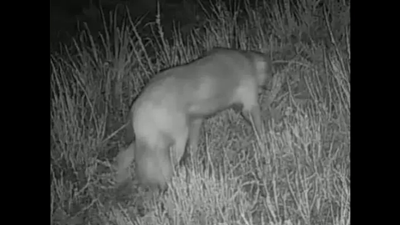 Unknown Cryptid in Photograph