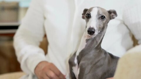 Greyhound dog, Funny cute pets lovers, #Shorts