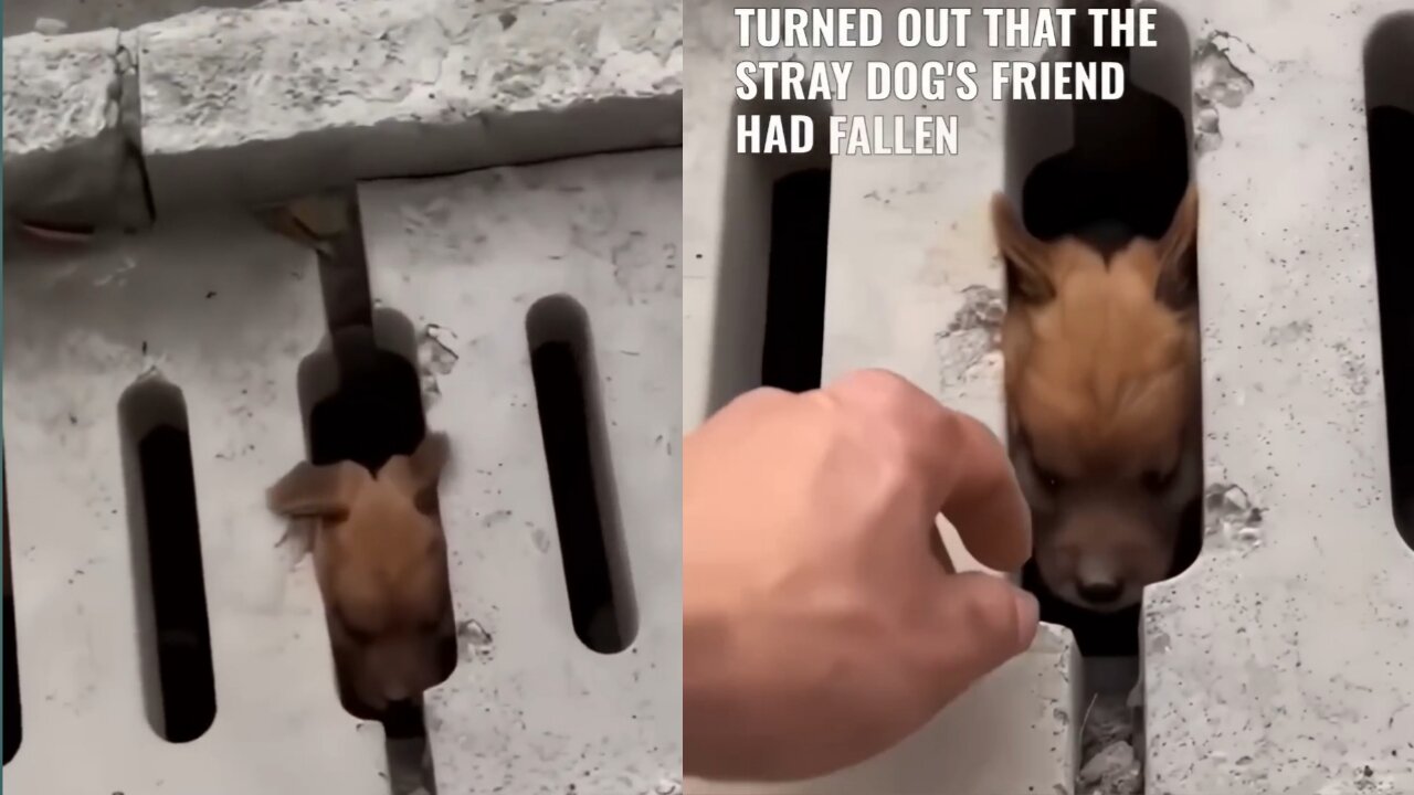 Look At This Poor Dog We Just Rescue Him