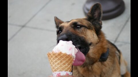 German Shepherd Enjoys Ice Cream🍧🍧🍦🍦🍨❄️