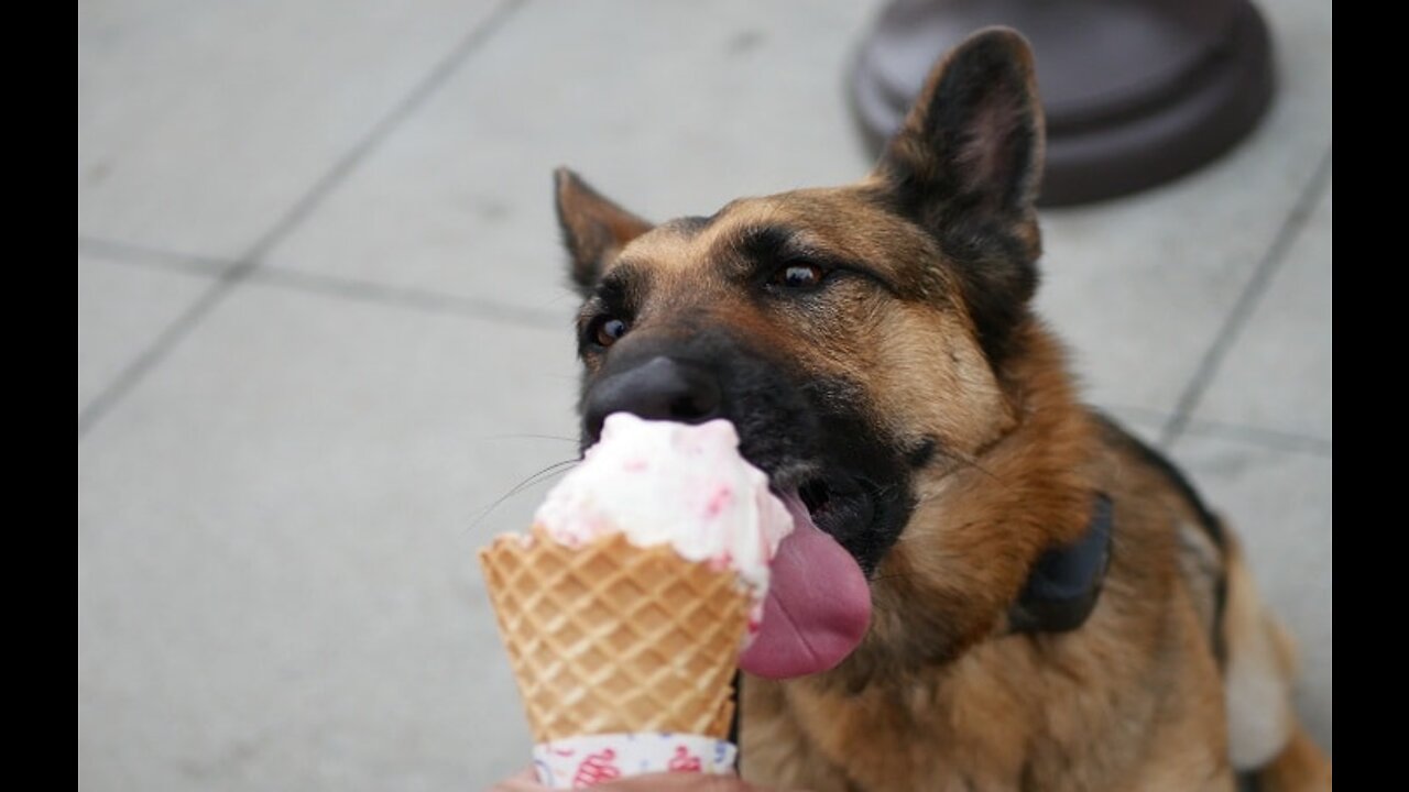 German Shepherd Enjoys Ice Cream🍧🍧🍦🍦🍨❄️