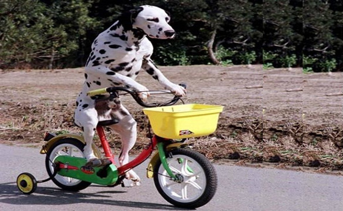 I HAVE NEVER SEEN A DOG RIDING A BICYCLE