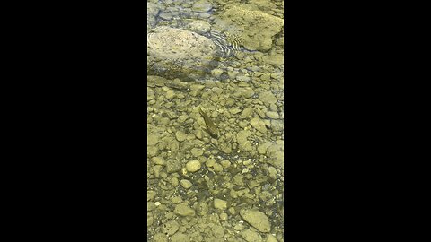 Curious fish