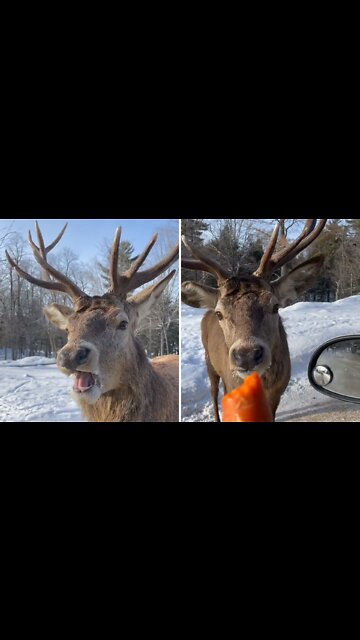 Hungary reindeer demanding carrots from forest visitors