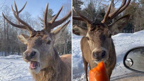 Hungary reindeer demanding carrots from forest visitors