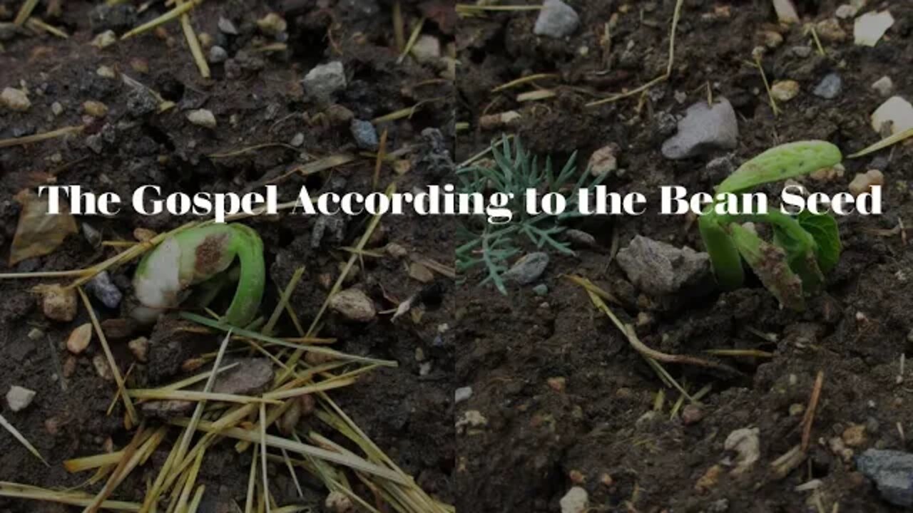 Children's Story with Grandma Sally :The gospel according to the Bean seeds