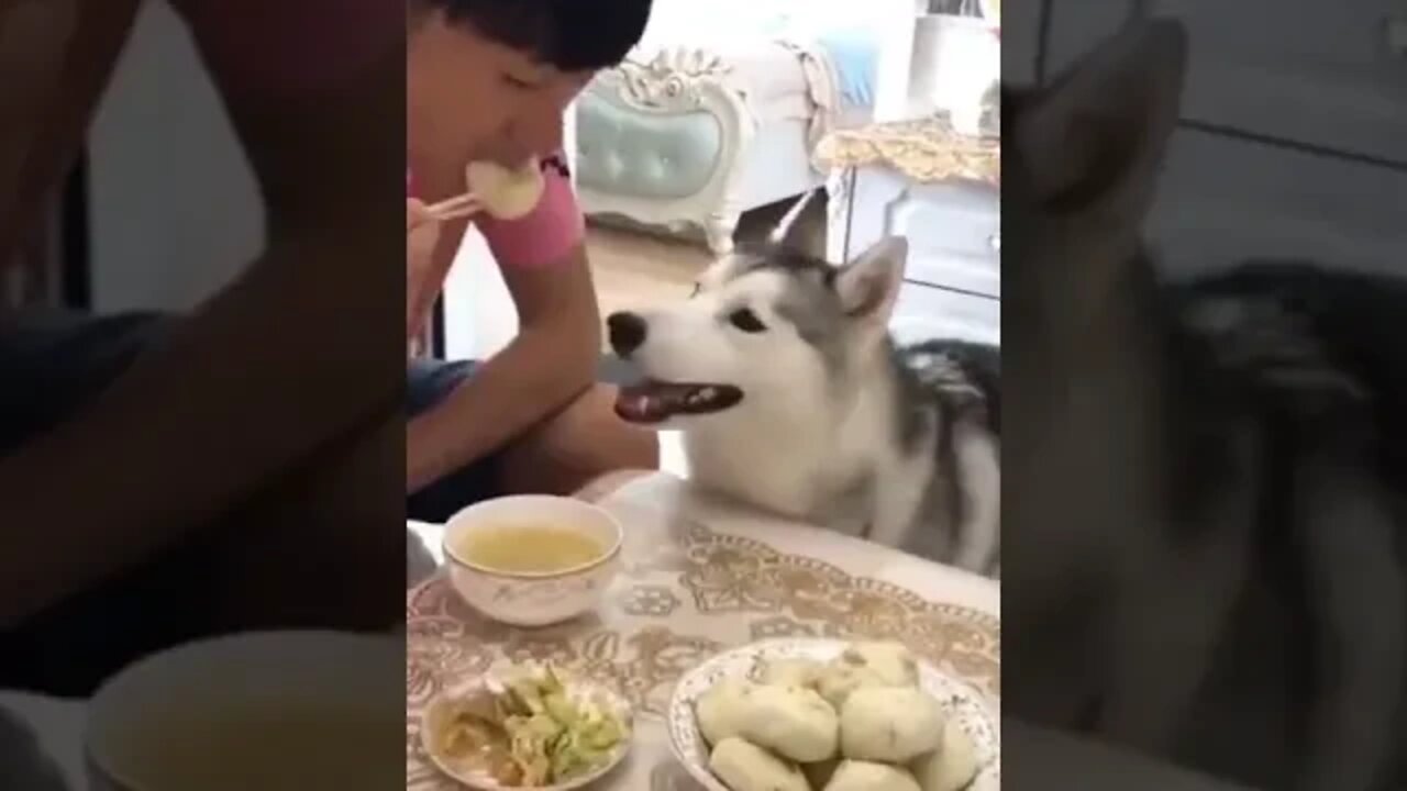 BEST 😍FUNNY😍 PET VIDEOS #82 - Try Not To Laugh #shorts
