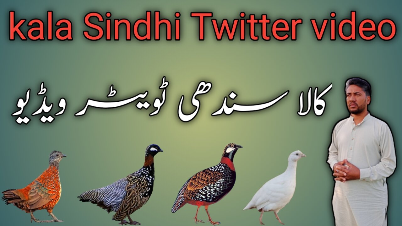 kala Sindhi Twitter video