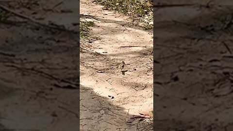 Lizard cannot escape bird, but bird’s friend wants in and this happens #shorts