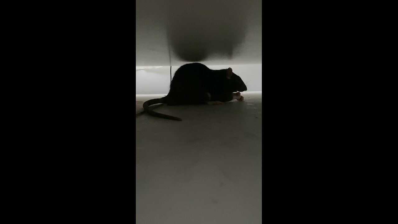 Test Rat | creatrixZBD