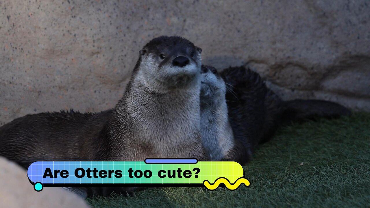 Cute Animal News With Otters and Squirrels!