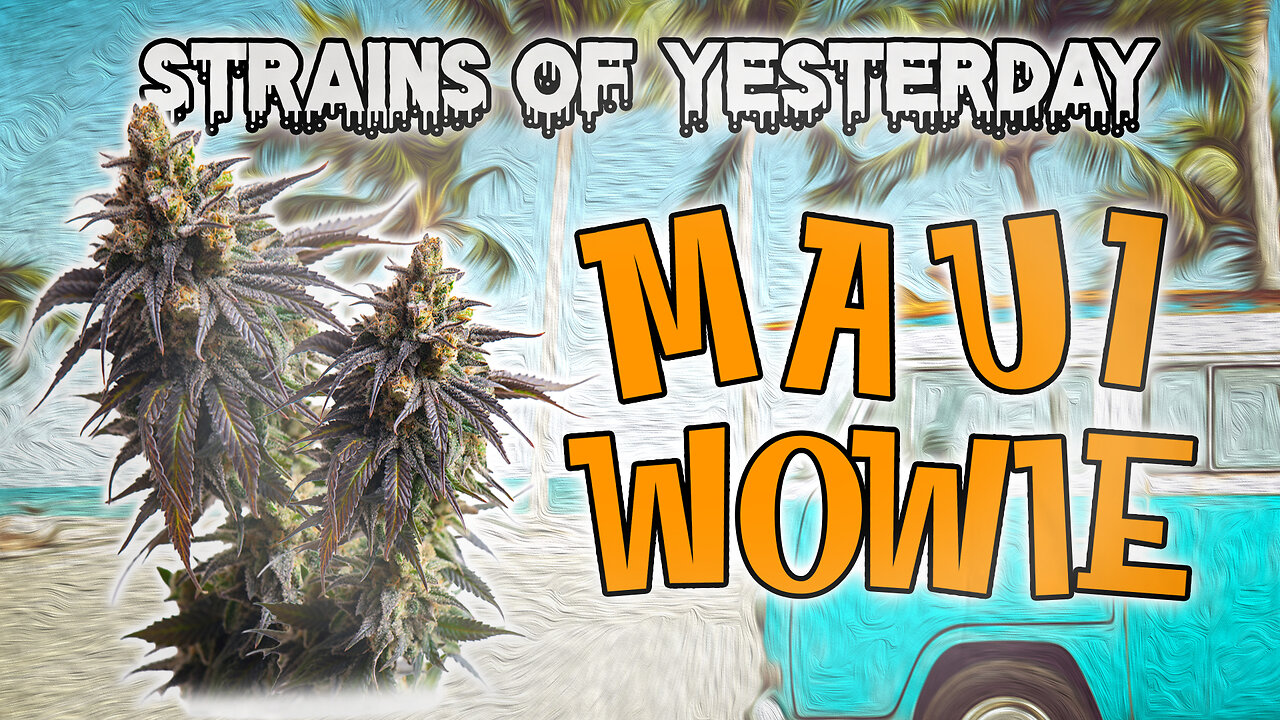 Strains of Yesterday : Maui Wowie