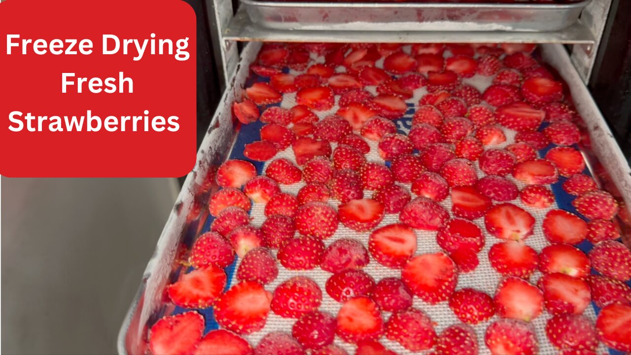 Learn How To Freeze Dry Strawberries