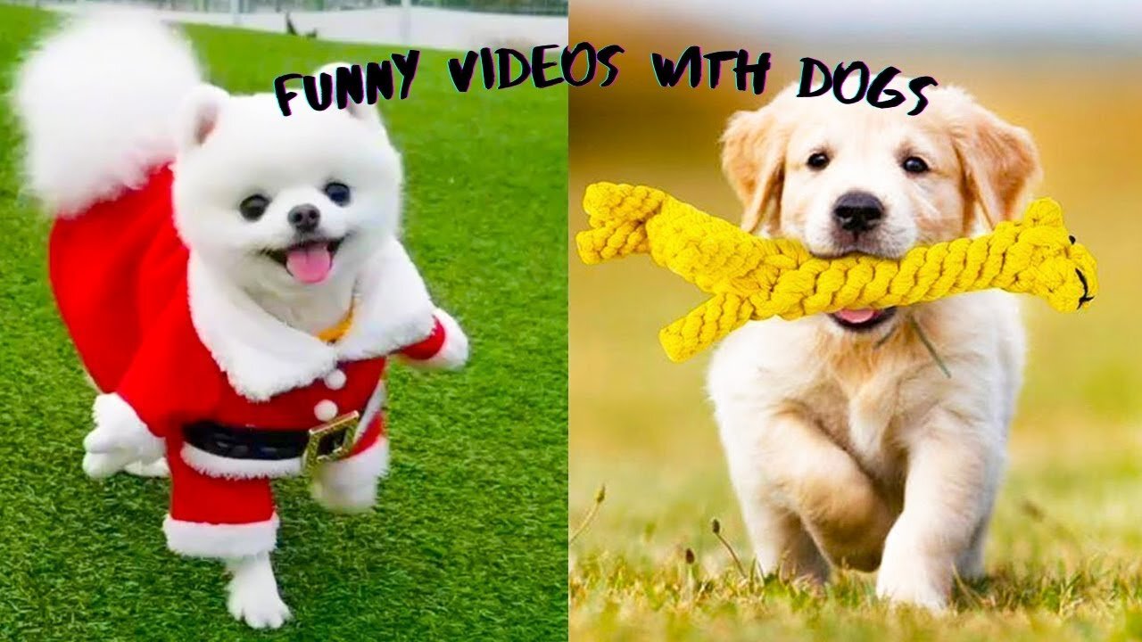 Baby Dogs Cute and Funny Dog Videos