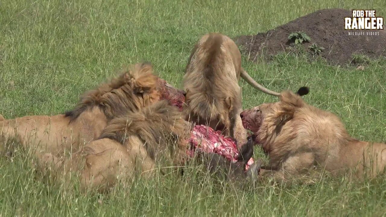 Rival Nomadic Lion Coalitions Share a A Buffalo | Maasai Mara Safari | Zebra Plains