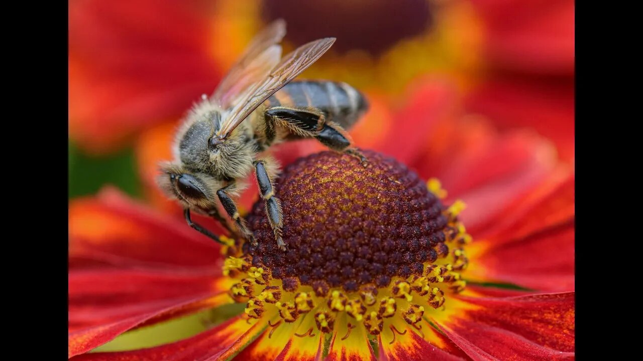 Bees Have Been Declared The Most Important Living Being On The Planet | Permaculture Sustainability