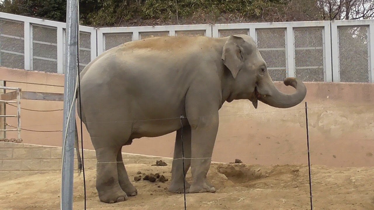 African Elephant【Tama Zoological Park in Tokyo , Japan】