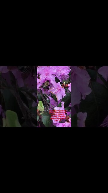 BumbleBee drinking nectar #shorts