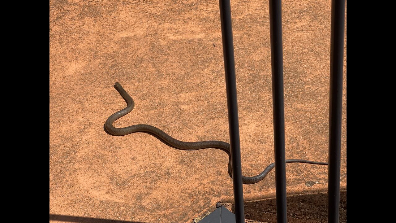 Australian brown snake