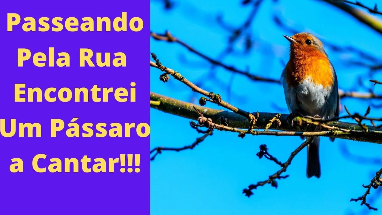 Passeando Pela Rua Encontrei Um Pássaro a "cantar"!!!