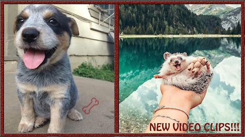 cutest animals ever!