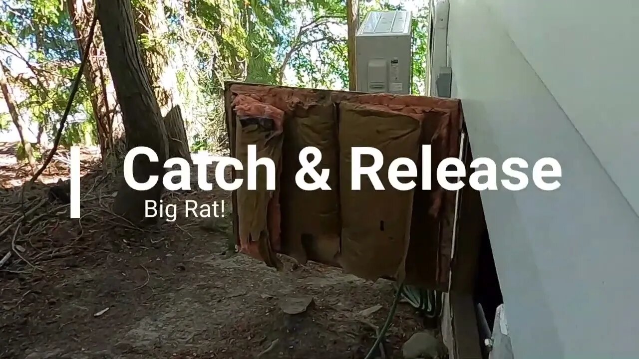 "TheRat" Catch and Release a Big Rat!