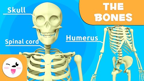 Bones for Kids