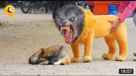 Troll Prank Dog Funny & fake Lion and Fake Tiger Prank To dog & Huge Box Prank to dog