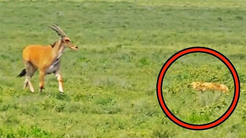Blind Eland Walks Into Hunting Lions
