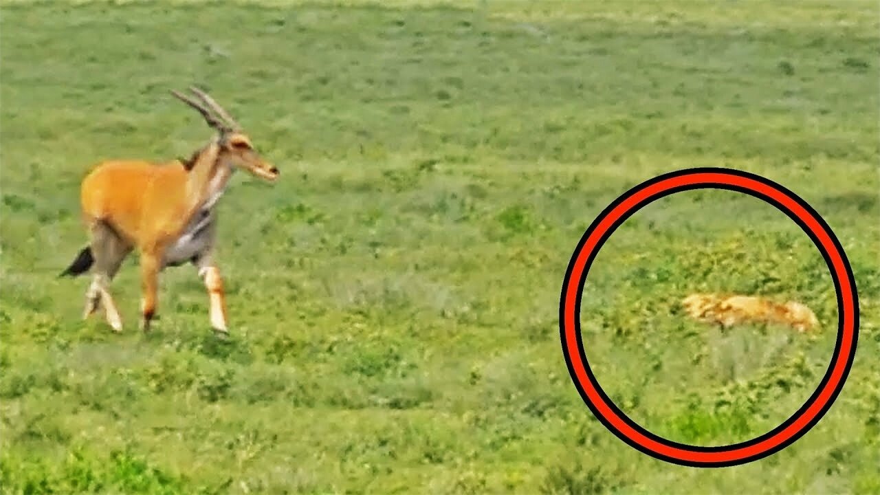 Blind Eland Walks Into Hunting Lions