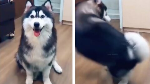 If You Happy And You Know It Do A Spin And Then Dog Spins