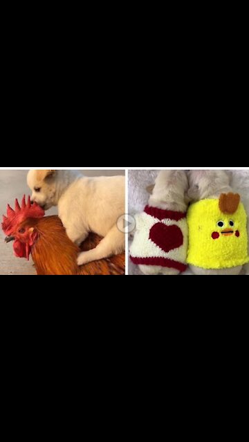 Why so cute - Cute animal