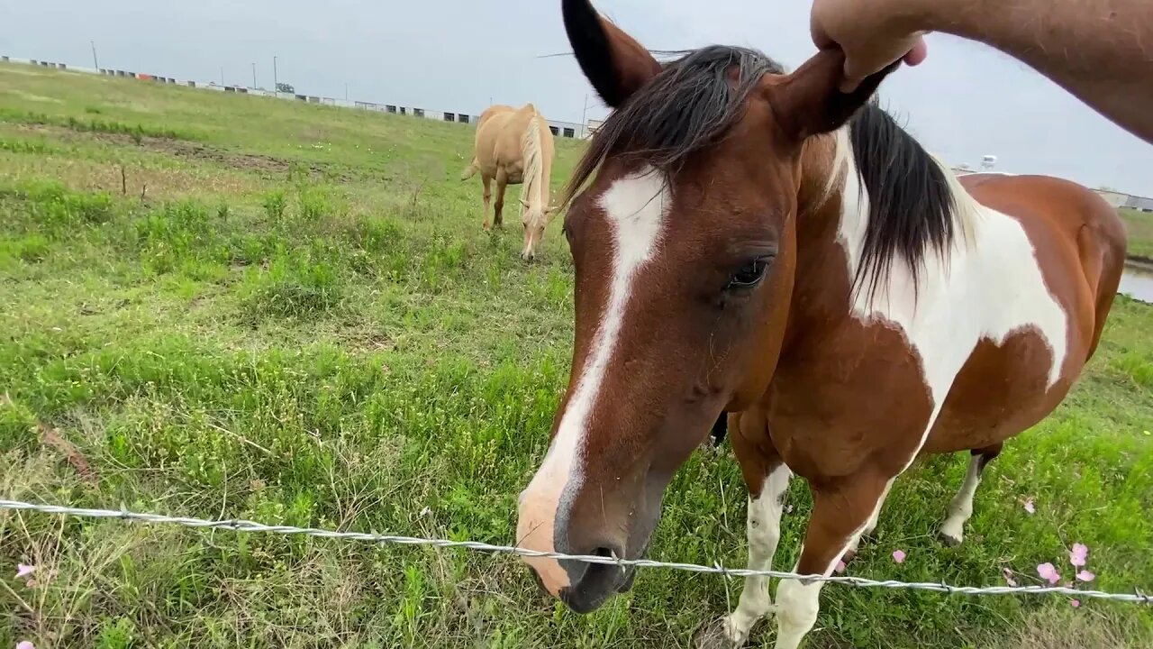 Stopped On The Highway To Visit Some Horses - New Baby Colt