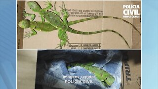 Gov. Valadares: iguanas apreendidas após chegarem por meio dos correios para veterinário