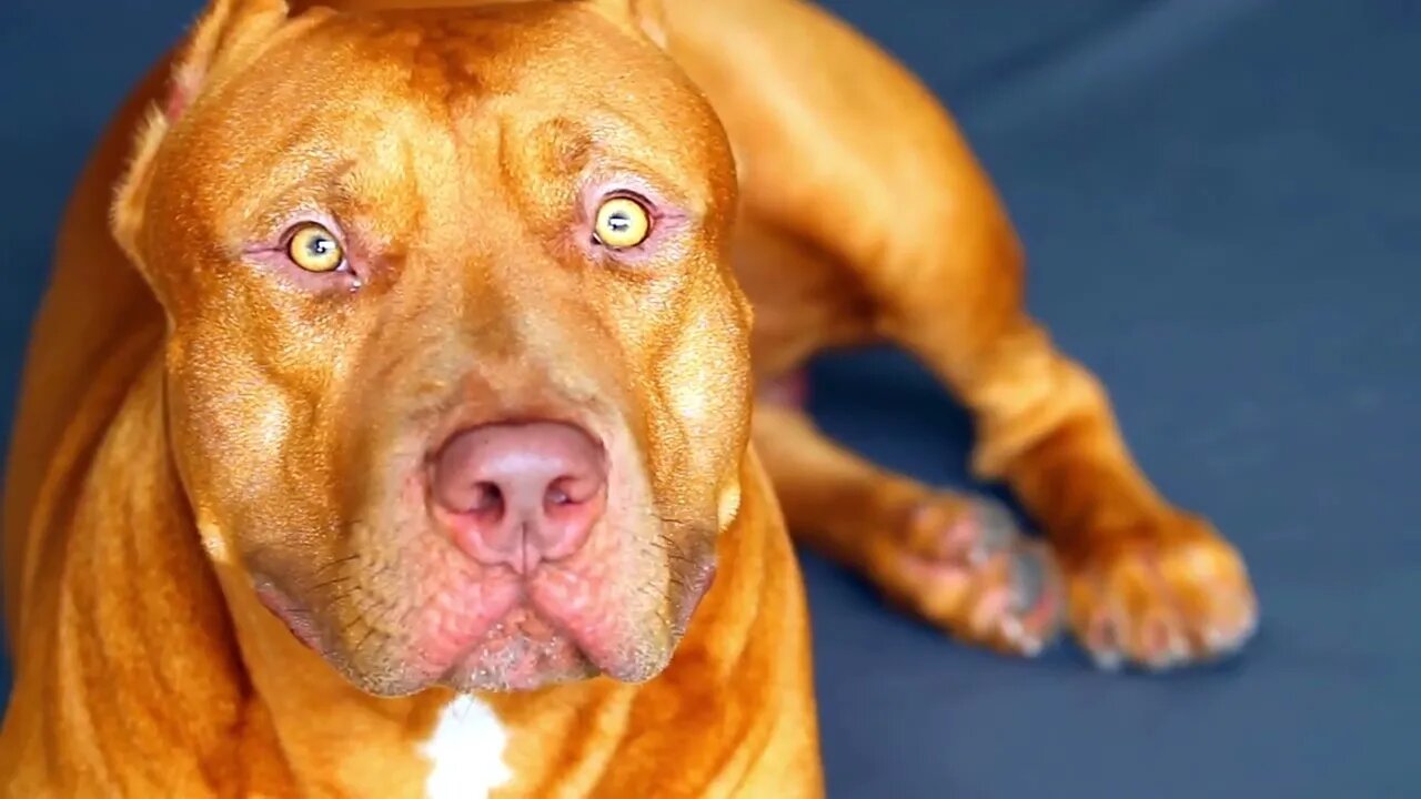 Pit bull terrier dog | Treadmill | Funny cute pets lovers | Link in the description