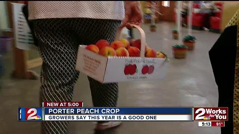 Porter Peachs have great crop so far