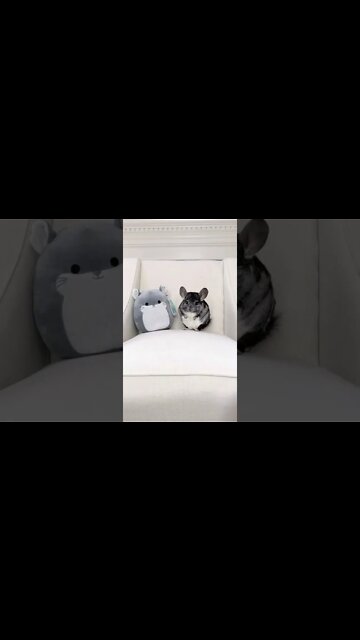 1Min Animal World #dogs #cats #pet