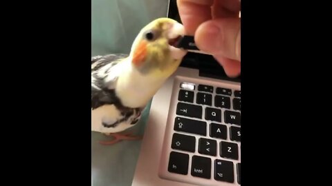No homework - My Bird ate my the keyboard