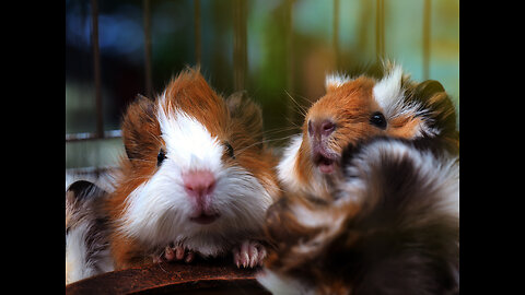How to keep a hamster as a pet - part 3 - (ep 8)