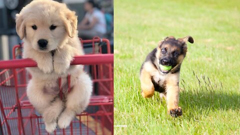 CUTEST GOLDEN RETRIEVER PUPPY & GERMAN SHEPHERD PUPPY | Funny Pet Videos 2022