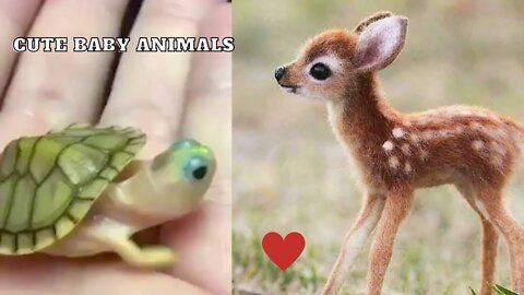 Cute Baby Animals Videos