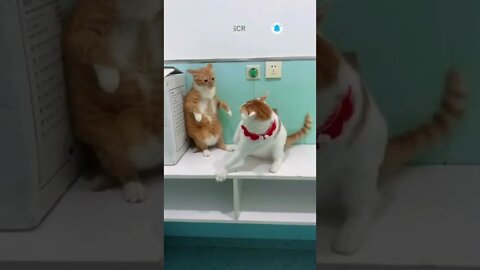 cute cat videos 😹 funny videos 😂 483 😻