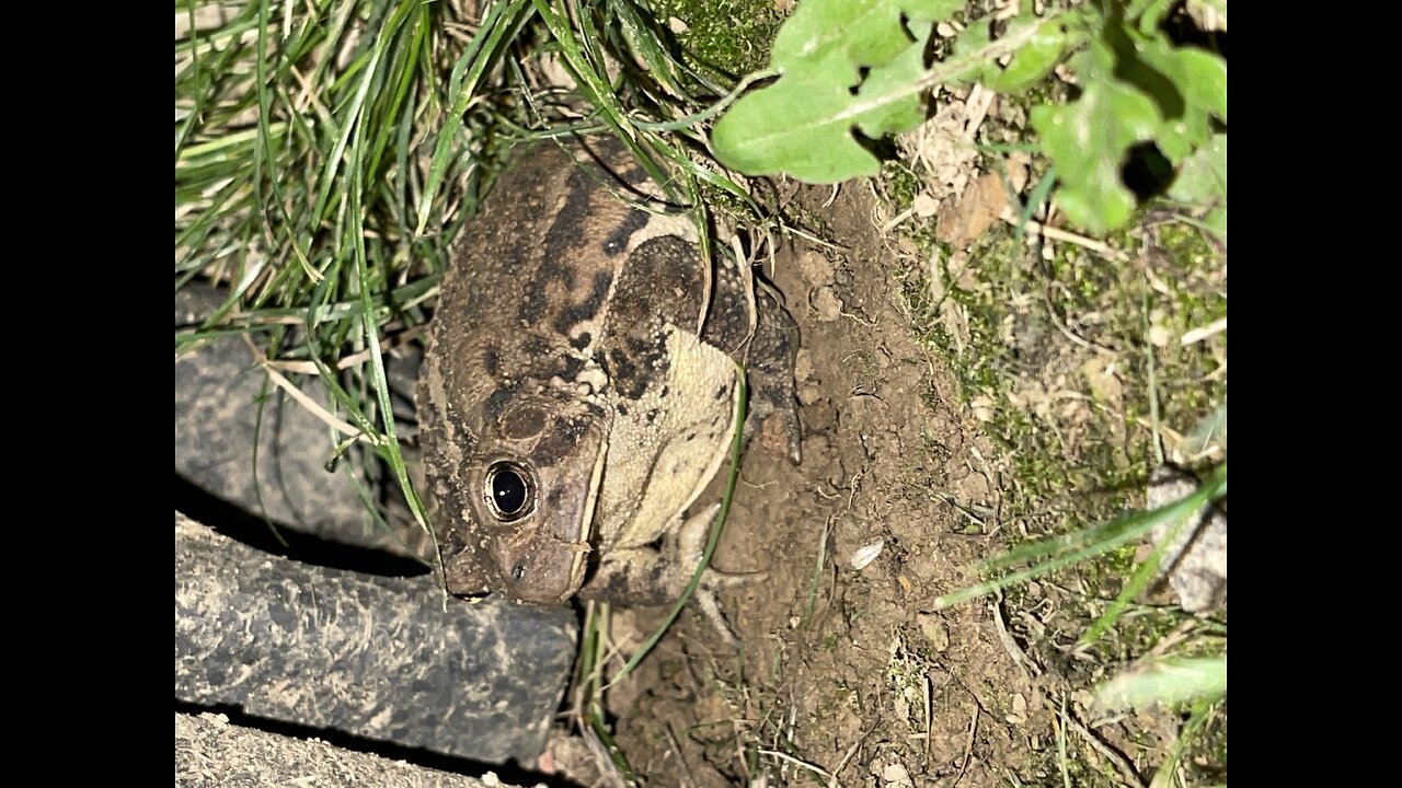 Feeding Mr. Pepe