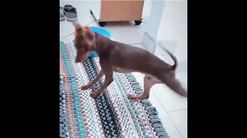 Dog dancing