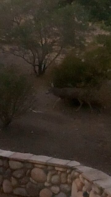 Motion sensor sprinkler