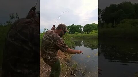 Tiny Fishing Rod + Strike King Spinner Bait = Bass! #shorts #fishingshorts